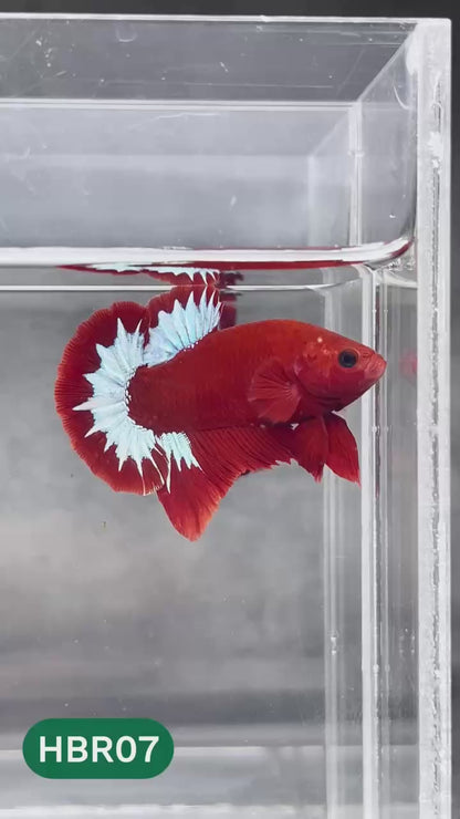 Hellboy Plakat Male Betta Fish | Order Directly From Farm | You Pick Fish