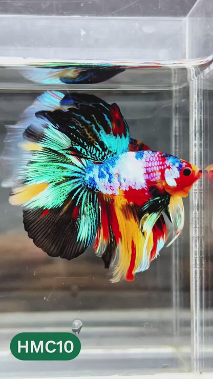 Nemo Halfmoon Male Betta Fish | Order Directly From Farm | You Pick Fish