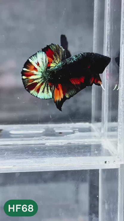 Dark Flame Hellfire Plakat Male Betta Fish | You Pick Fish | Exotic Betta