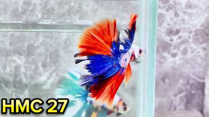 Multicolor Halfmoon Male Betta Fish | High Grade | Order Directly From Farm|  You Pick Fish |