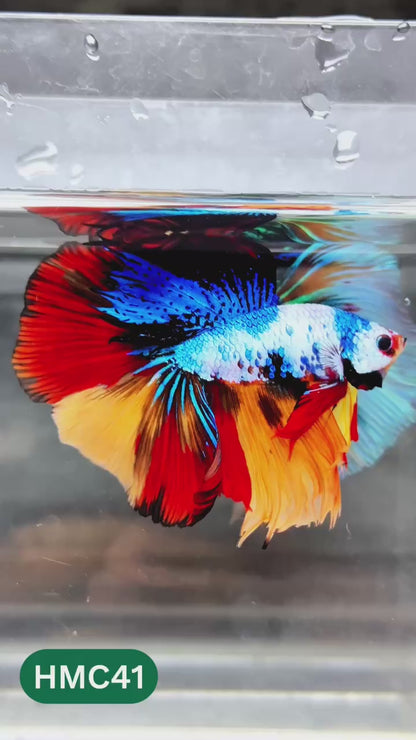 Nemo Halfmoon Male Betta Fish | Order Directly From Farm | You Pick Fish