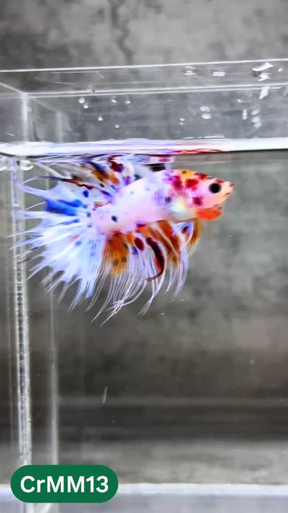 Crowntail Multicolor Male Betta Fish | High Grade | You Pick Fish |