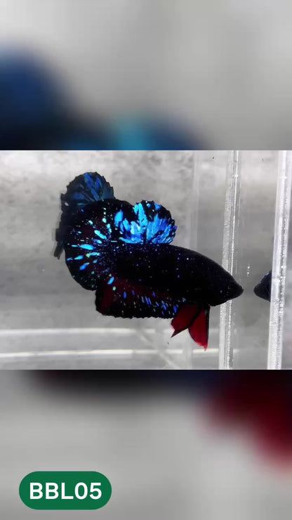 Black Star Nebula Plakat Betta | You Pick Betta | High Grade