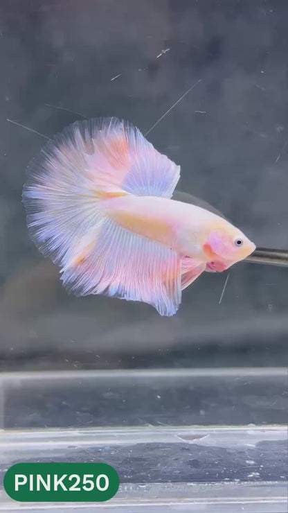 Pink Halfmoon Male Betta Fish | You Pick Fish | Order Directly From Farm