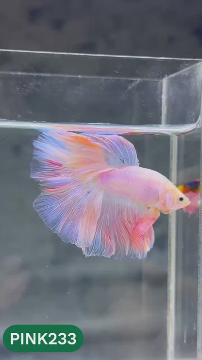 Pink Halfmoon Male Betta Fish | You Pick Fish | Order Directly From Farm