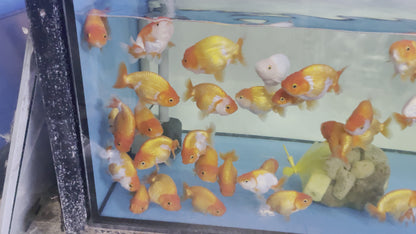 Baby Red And White Ranchu Goldfish 2 Inches