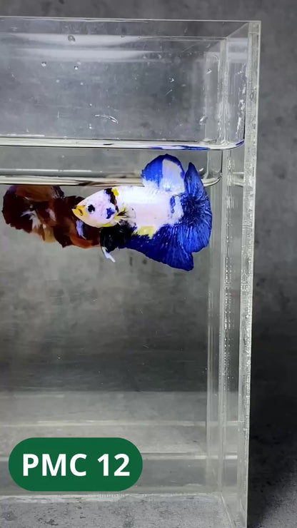 Multicolor Plakat Male Betta Fish |Show Grade|  You Pick Fish
