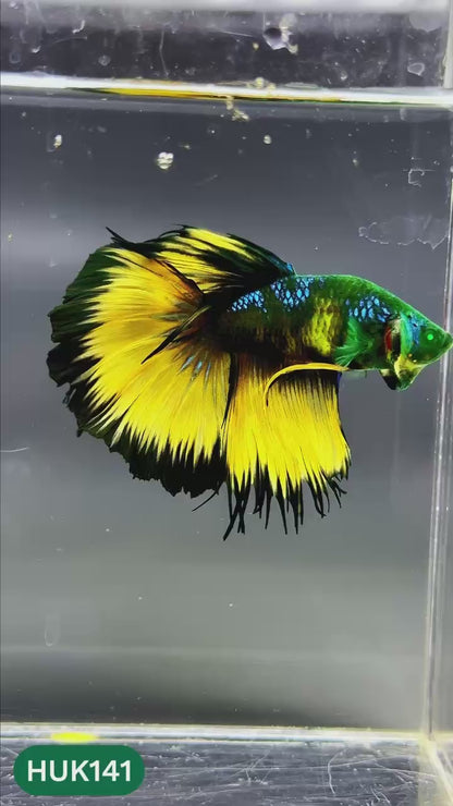 Black Hulk Halfmoon Male Betta Fish | You Pick Fish