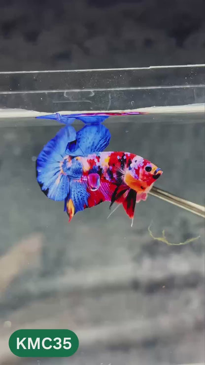 Multicolor Yellow Base Plakat Male Betta Fish | Order Directly From Farm |  You Pick Fish
