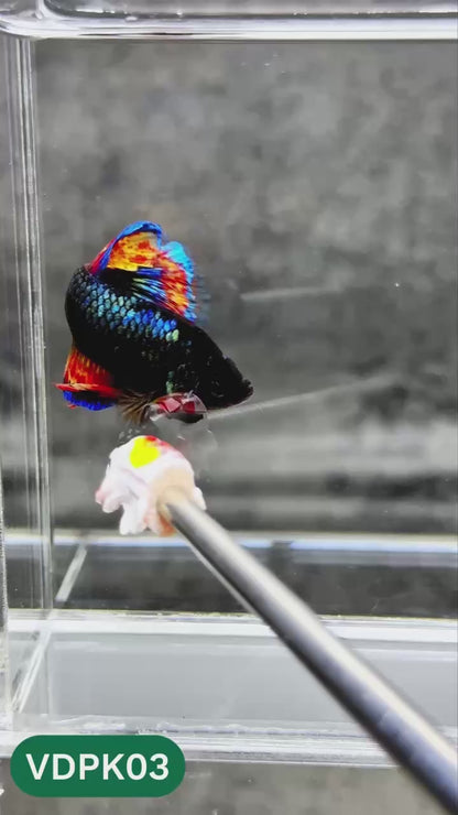 Vanda Plakat Male Betta Fish | You Pick Fish | Exotic Betta