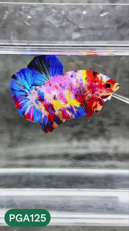 King Giant Plakat Male Betta Fish | You Pick Fish | High Grade