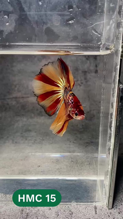 Multicolor Halfmoon Male Betta Fish | High Grade | Order Directly From Farm |  You Pick Fish |