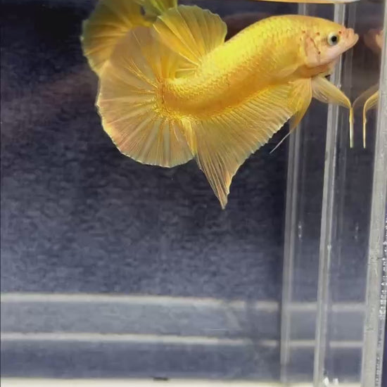 Super Gold Plakat Male Betta Fish