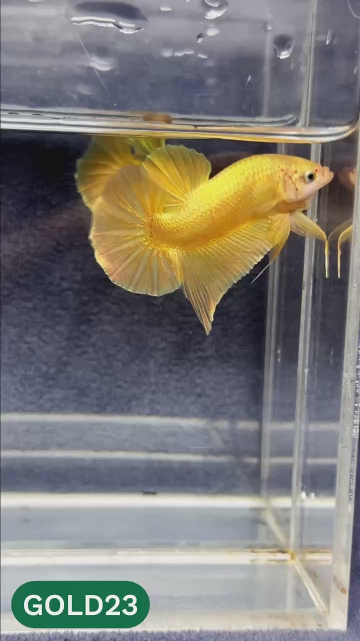 Super Gold Plakat Male Betta Fish