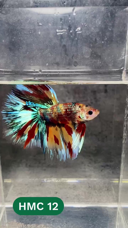 Multicolor Halfmoon Male Betta Fish | High Grade | Order Directly From Farm |  You Pick Fish |