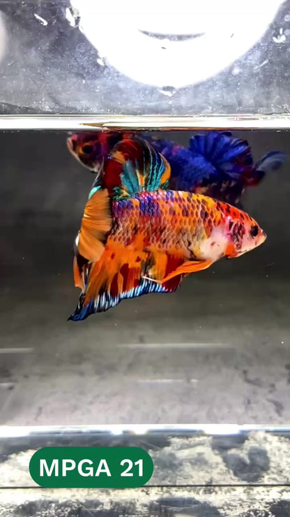 King Giant Plakat Male Betta Fish | You Pick Fish | High Grade