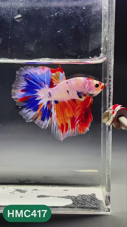 Nemo Halfmoon Male Betta Fish | Order Directly From Farm | You Pick Fish