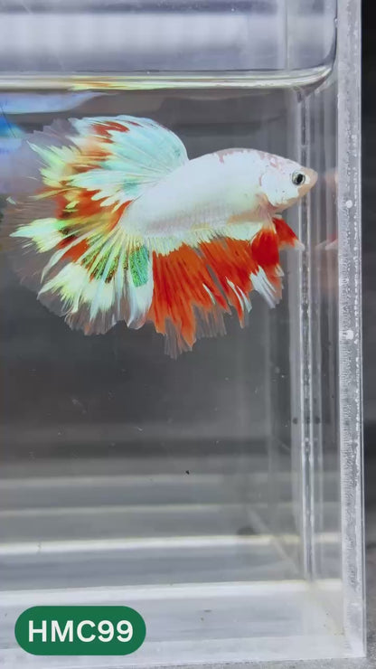Multicolor Halfmoon Male Betta Fish | Order Directly From Farm | You Pick Fish