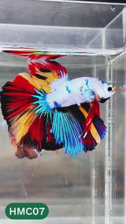 Multicolor Halfmoon Male Betta Fish | High Grade | Order Directly From Farm |  You Pick Fish |