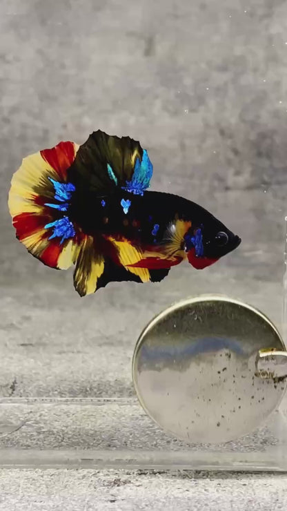 Multicolor Plakat Male Betta Fish |Show Grade|  You Pick Fish