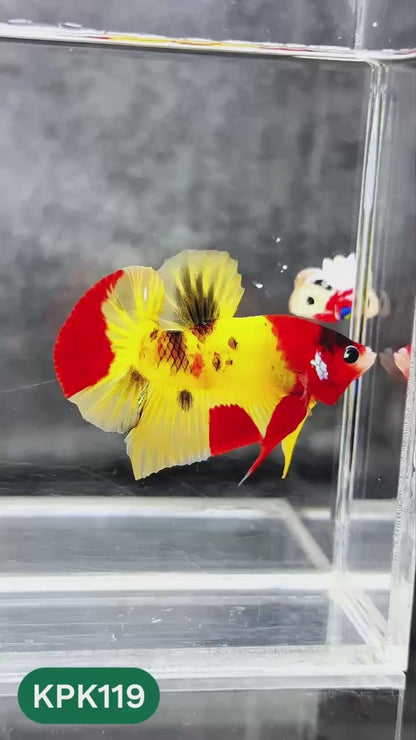 Multicolor Yellow Base Plakat Male Betta Fish | Order Directly From Farm |  You Pick Fish