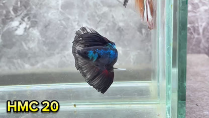 Multicolor Halfmoon Male Betta Fish | High Grade | Order Directly From Farm|  You Pick Fish |