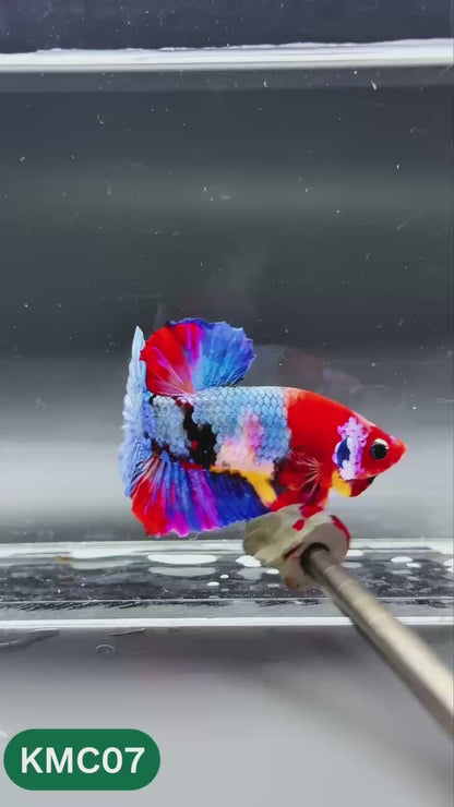 Multicolor Yellow Base Plakat Male Betta Fish | Order Directly From Farm |  You Pick Fish