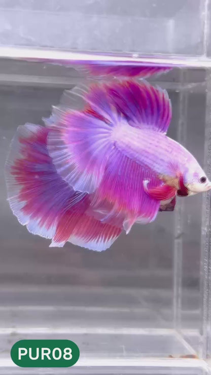 Purple Halfmoon Male Betta Fish | You Pick Fish | Order Directly From Farm