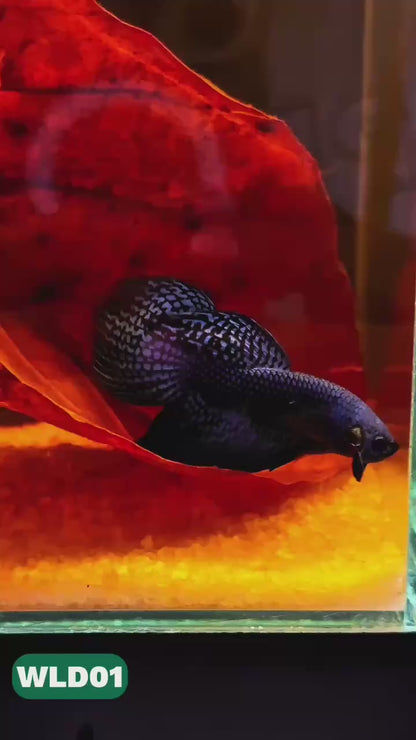 Wild Alien Male Betta Fish | You Pick Fish