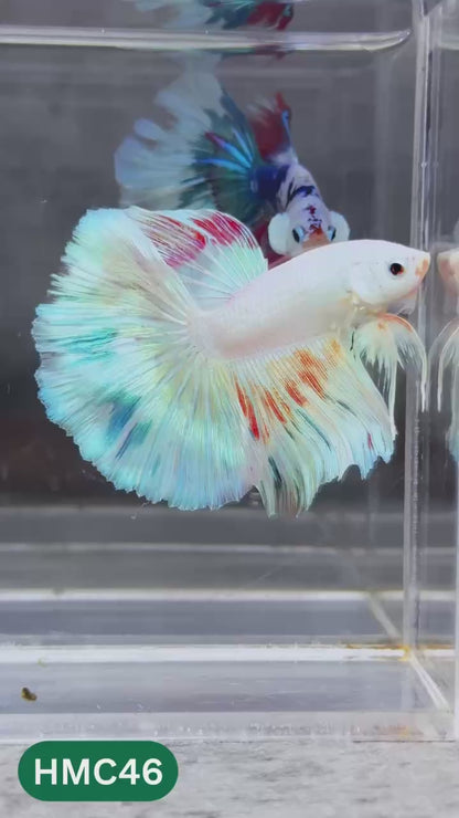 Multicolor Halfmoon Male Betta Fish | Order Directly From Farm | You Pick Fish
