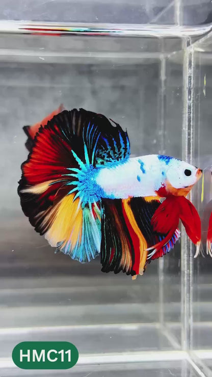 Multicolor Halfmoon Male Betta Fish | High Grade | Order Directly From Farm |  You Pick Fish |