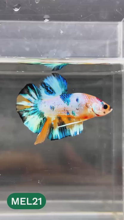 Metallic Plakat Betta Fish | You Pick Betta | Show Grade