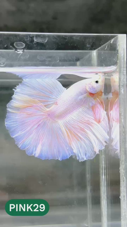 Pink Halfmoon Male Betta Fish | You Pick Fish | Order Directly From Farm