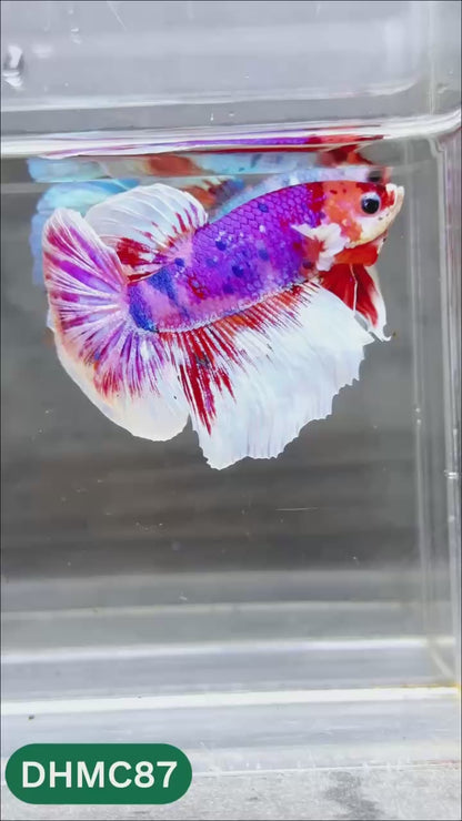 Multicolor Halfmoon Male Betta Fish | Order Directly From Farm | You Pick Fish