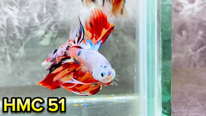 Multicolor Halfmoon Male Betta Fish | High Grade | Order Directly From Farm|  You Pick Fish |