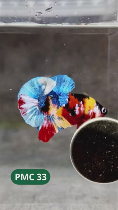 Multicolor Plakat Male Betta Fish |Show Grade|  You Pick Fish