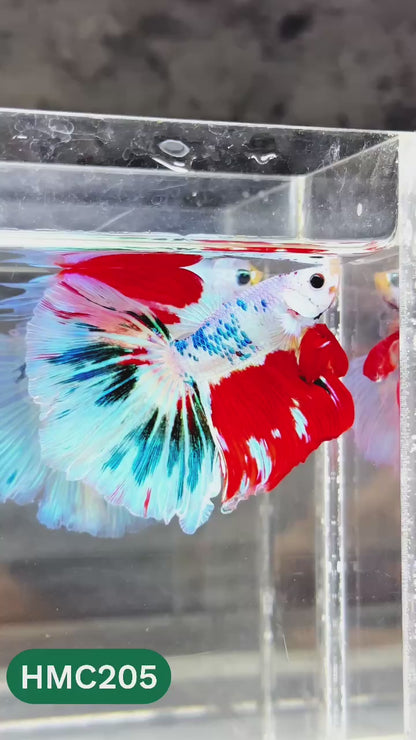 Multicolor Halfmoon Male Betta Fish | Order Directly From Farm | You Pick Fish