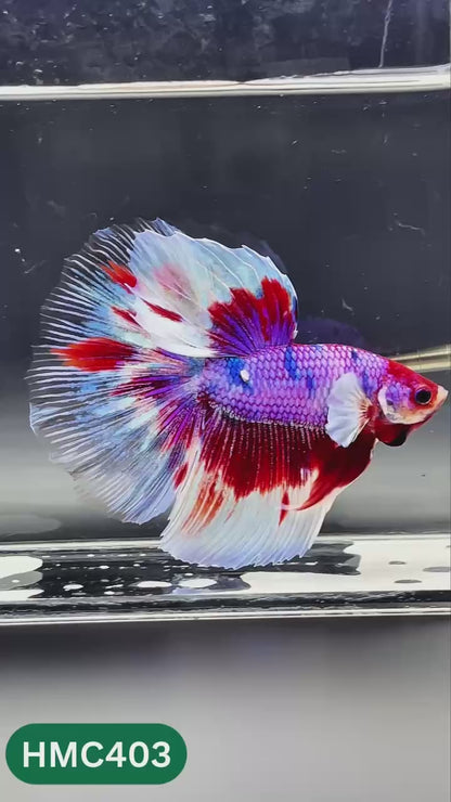Nemo Halfmoon Male Betta Fish | Order Directly From Farm | You Pick Fish