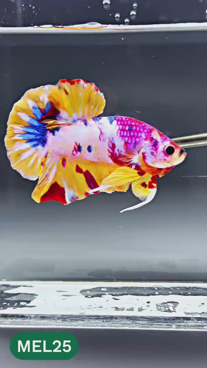 Multicolor Metallic Plakat Male Betta Fish | You Pick Fish | Exclusive Grade
