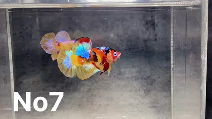 Multicolor Plakat Male Betta Fish |Show Grade|  You Pick Fish