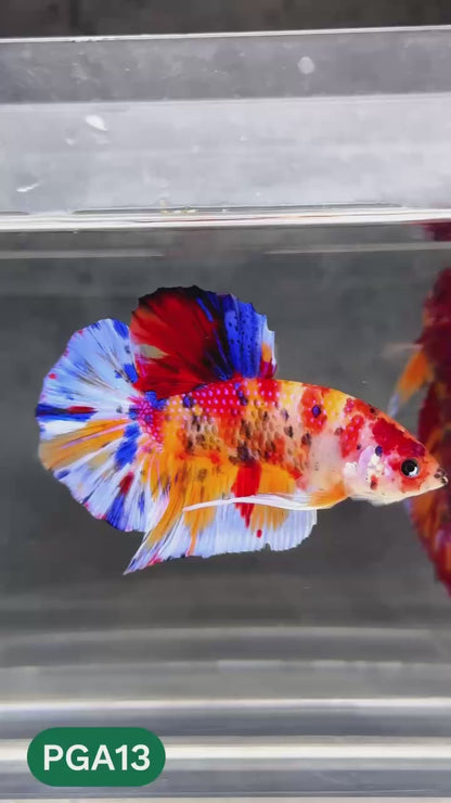 King Giant Plakat Male Betta Fish | You Pick Fish | High Grade