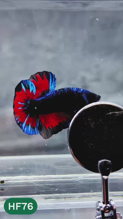 Dark Flame Hellfire Plakat Male Betta Fish | You Pick Fish | Exotic Betta