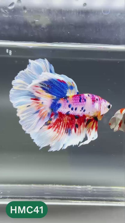 Multicolor Halfmoon Male Betta Fish | High Grade | Order Directly From Farm |  You Pick Fish |