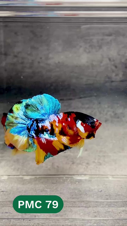 Multicolor Plakat Male Betta Fish |Show Grade|  You Pick Fish