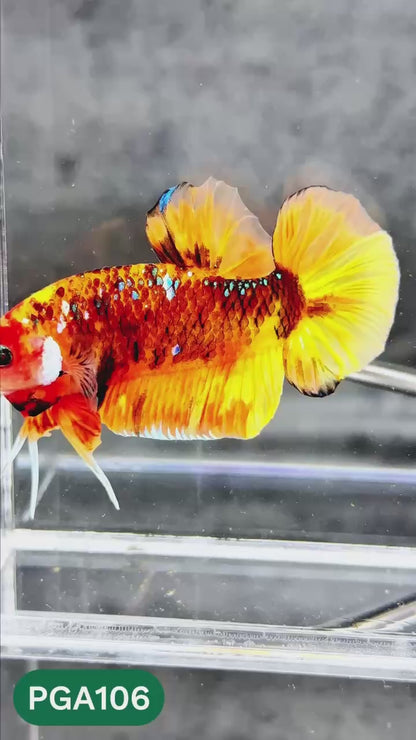King Giant Plakat Male Betta Fish | You Pick Fish | High Grade