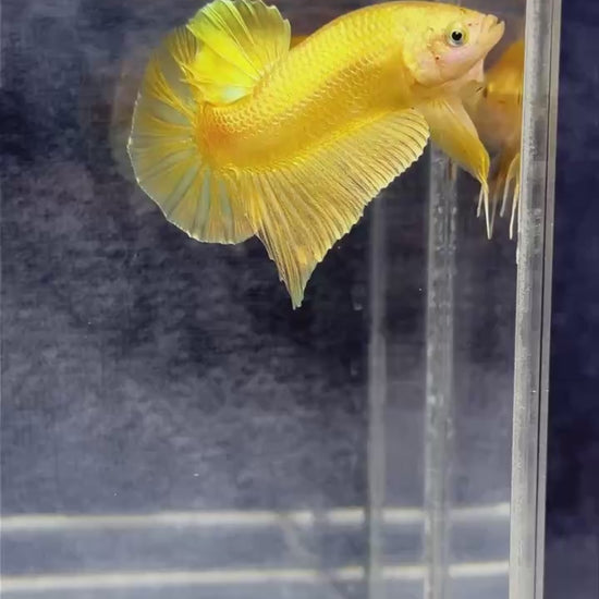 Super Gold Plakat Male Betta Fish