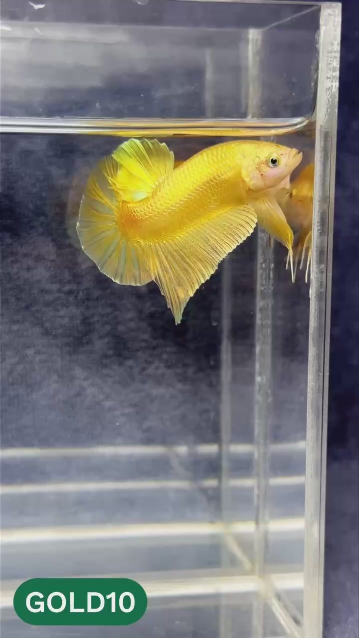 Super Gold Plakat Male Betta Fish