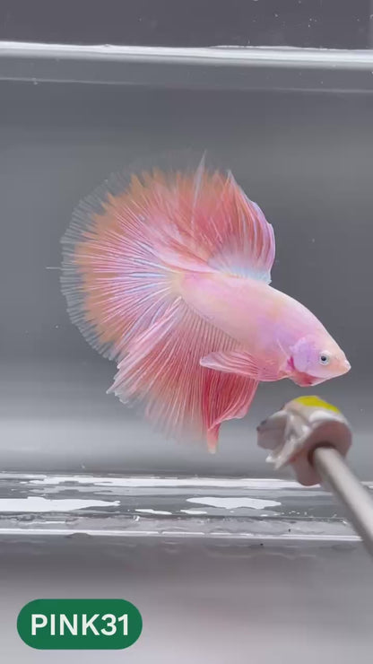 Pink Halfmoon Male Betta Fish | You Pick Fish | Order Directly From Farm