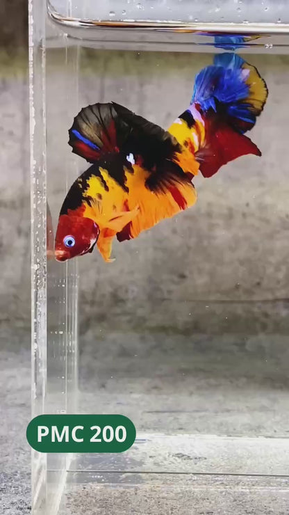 Multicolor Plakat Male Betta Fish |Show Grade|  You Pick Fish