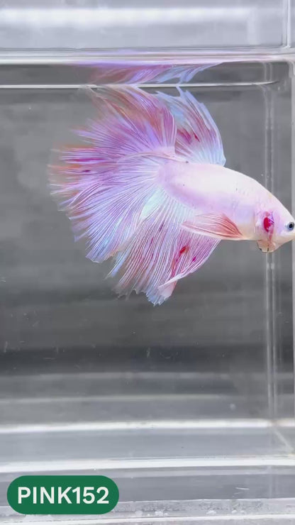 Pink Halfmoon Male Betta Fish | You Pick Fish | Order Directly From Farm